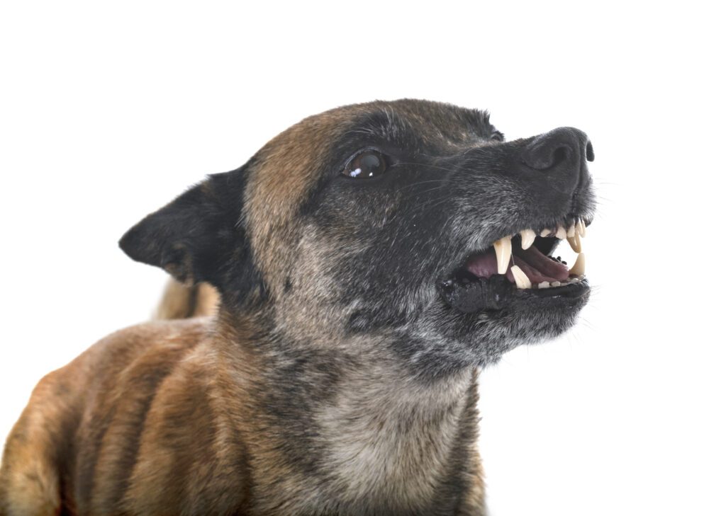 Dog Bite Injury - Injury Lawyer Index